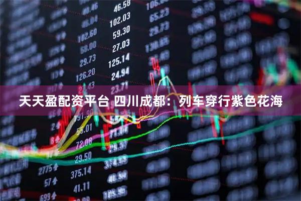 天天盈配资平台 四川成都：列车穿行紫色花海